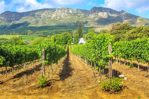  La Maison du Vin à Stellenbosch : Un Voyage Sensuel dans le Monde du Vin Sud-Africain !